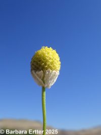 mayweed (<em>Anthemis cotula</em>)