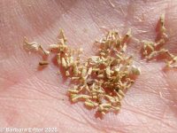 mayweed (<em>Anthemis cotula</em>)