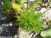 mayweed (<em>Anthemis cotula</em>)