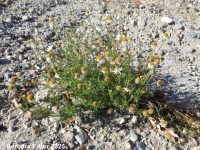 mayweed (<em>Anthemis cotula</em>)