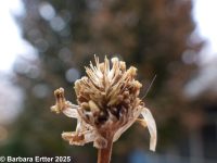 mayweed (<em>Anthemis cotula</em>)