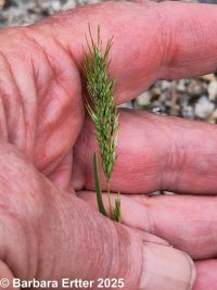 windgrass (<em>Apera interrupta</em>)