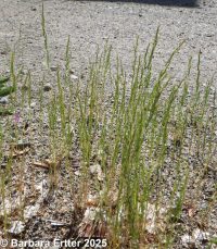 windgrass (<em>Apera interrupta</em>)