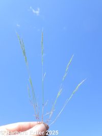 windgrass (<em>Apera interrupta</em>)