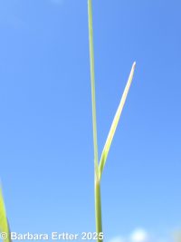windgrass (<em>Apera interrupta</em>)