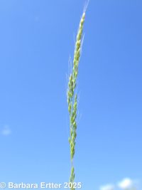 windgrass (<em>Apera interrupta</em>)