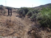 flat-topped broomrape (<em>Aphyllon corymbosum ssp. corymbosum</em>)