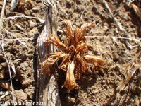 flat-topped broomrape (<em>Aphyllon corymbosum ssp. corymbosum</em>)