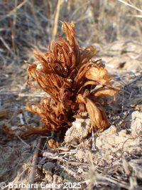 flat-topped broomrape (<em>Aphyllon corymbosum ssp. corymbosum</em>)