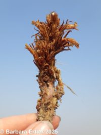 flat-topped broomrape (<em>Aphyllon corymbosum ssp. corymbosum</em>)