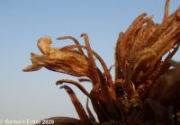 flat-topped broomrape (<em>Aphyllon corymbosum ssp. corymbosum</em>)