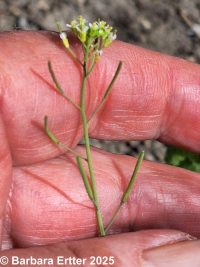 mouse-ear cress, arabidopsis (<em>Arabidopsis thaliana</em>)