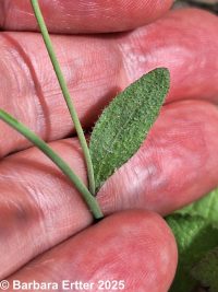 mouse-ear cress, arabidopsis (<em>Arabidopsis thaliana</em>)