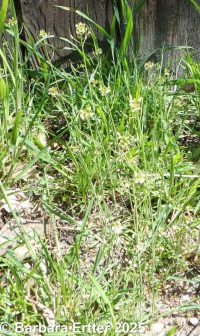 mouse-ear cress, arabidopsis (<em>Arabidopsis thaliana</em>)