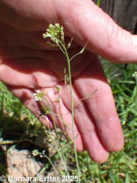 mouse-ear cress, arabidopsis (<em>Arabidopsis thaliana</em>)
