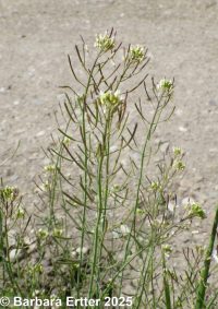mouse-ear cress, arabidopsis (<em>Arabidopsis thaliana</em>)