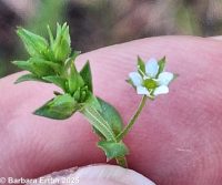 thymeleaf sandwort (<em>Arenaria serpyllifolia var. serpyllifolia</em>)