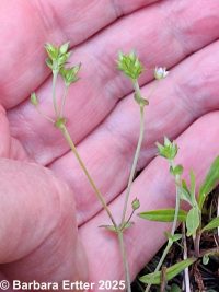thymeleaf sandwort (<em>Arenaria serpyllifolia var. serpyllifolia</em>)