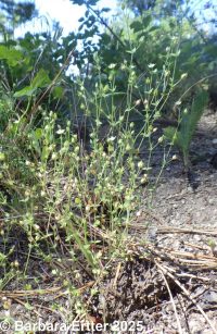 thymeleaf sandwort (<em>Arenaria serpyllifolia var. serpyllifolia</em>)