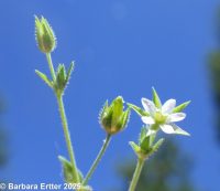 thymeleaf sandwort (<em>Arenaria serpyllifolia var. serpyllifolia</em>)