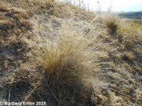 threeawn grass (<em>Aristida purpurea var. longiseta</em>)