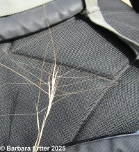 threeawn grass (<em>Aristida purpurea var. longiseta</em>)