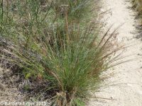 threeawn grass (<em>Aristida purpurea var. longiseta</em>)