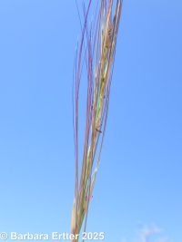 threeawn grass (<em>Aristida purpurea var. longiseta</em>)