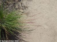 threeawn grass (<em>Aristida purpurea var. longiseta</em>)