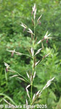 oatgrass (<em>Arrhenatherum elatius</em>)