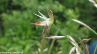 oatgrass (<em>Arrhenatherum elatius</em>)