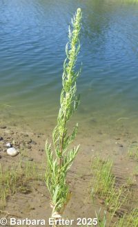 biennial mugwort (<em>Artemisia biennis</em>)