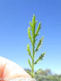 biennial mugwort (<em>Artemisia biennis</em>)