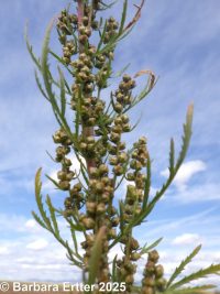 biennial mugwort (<em>Artemisia biennis</em>)