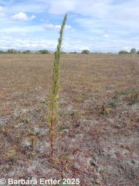 biennial mugwort (<em>Artemisia biennis</em>)
