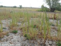biennial mugwort (<em>Artemisia biennis</em>)