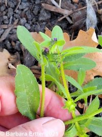 madwort, German-madwort, catchweed (<em>Asperugo procumbens</em>)