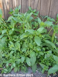 madwort, German-madwort, catchweed (<em>Asperugo procumbens</em>)
