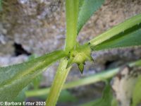 madwort, German-madwort, catchweed (<em>Asperugo procumbens</em>)