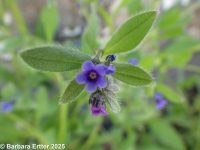 madwort, German-madwort, catchweed (<em>Asperugo procumbens</em>)