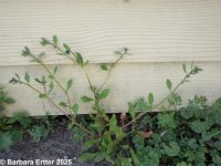 madwort, German-madwort, catchweed (<em>Asperugo procumbens</em>)