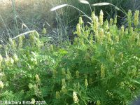 chickpea milkvetch (<em>Astragalus cicer</em>)
