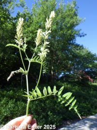 chickpea milkvetch (<em>Astragalus cicer</em>)