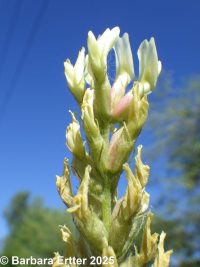 chickpea milkvetch (<em>Astragalus cicer</em>)