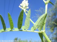 chickpea milkvetch (<em>Astragalus cicer</em>)