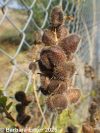 chickpea milkvetch (<em>Astragalus cicer</em>)