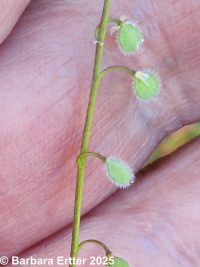 sandweed (<em>Athysanus pusillus</em>)