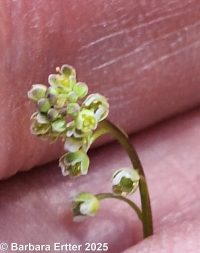 sandweed (<em>Athysanus pusillus</em>)