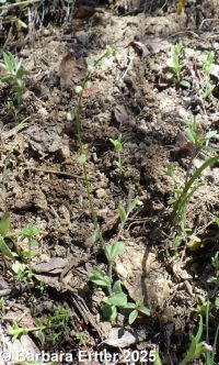 sandweed (<em>Athysanus pusillus</em>)