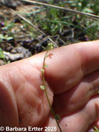 sandweed (<em>Athysanus pusillus</em>)